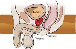 Male diagram of prostate